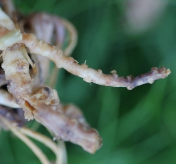 The rootlets of this root have disappeared.  A dark brown lesion around the girdle for several centimeters.  <i> <b> Monosporascus </i> sp. </b> in complex with <i> Phomopsis sclerotioides </i>