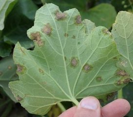 Under the blade of this leaf, we can clearly distinguish by transparency the humid halo which surrounds each spot.  <b> <i> Pseudomonas syringae </i> pv.  <i>aptata</i> </b> (fire blight)