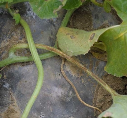 This petiole is surrounded by a longitudinal canker lesion of a partially moist dark brown tint.  <b> <i> Pseudomonas syringae </i> pv.  <i>aptata</i> </b> (fire blight)