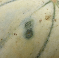 These two contiguous circular spots are made up of concentric dark green wet years.  <b> <i> Pseudomonas syringae </i> pv.  <i>aptata</i> </b> (fire blight)