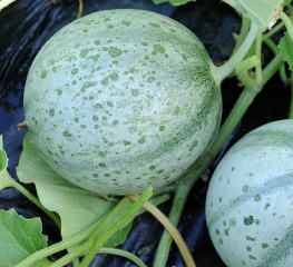 A multitude of small wet lesions cover this melon.  <b> <i> Pseudomonas syringae </i> pv.  <i>aptata</i> </b> (fire blight)