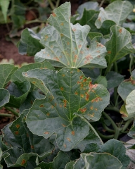 At the end of the development, the spots on the leaves become completely necrotic and brownish.  <i> <b> Pseudomonas syringae </b> </i> (bacterial blight of melon)