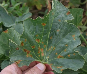 Observed on the upper surface of the leaf blade, the spots have an irregular shape and are more or less delimited by the veins.  <i> <b> Pseudomonas syringae </b> </i> (bacterial blight of melon)