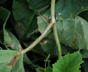 The lesions on the petioles are sometimes rather cankerous, and reach the lamina.  <i> <b> Pseudomonas syringae </b> </i> (bacterial blight of melon)
