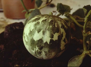 Very marked green mosaic on melon fruit.  <b> Squash mosaic virus </b> (<i> Squash mosaic virus </i>, SqMV)