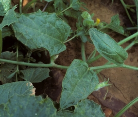 Several leaves of this melon stalk are narrower, lanceolate and somewhat mosaic.  <b> Squash mosaic virus </b> (<i> Squash mosaic virus </i>, SqMV)