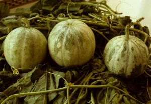 These 3 fruits affected by the <b> Squash mosaic virus </b> show a heterogeneous color, alternating light green and darker green areas: symptom called mosaic.  (<i> Squash mosaic virus </i>, SqMV)