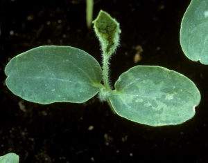 Patchy discolorations are already visible on the cotyledons of this melon seedling, reflecting contamination of the seed.  <b> Squash mosaic virus </b> (<i> Squash mosaic virus </i>, SqMV)