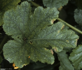 Numerous beige spots haloed with a yellow halo located at the edge of a zucchini leaf. <i><b>Botrytis cinerea</i></b> (gray mold)