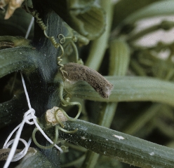 Rotten petiole snag, covered with a gray mold which serves as a nutritive base for the parasitic fungus which will subsequently gain the stem of this zucchini. <b> <i> Botrytis cinerea </i> </b> (gray rot, gray mold)
