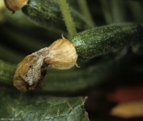 Rotten petiole snag, covered with a gray mold which serves as a nutritive base for the parasitic fungus which will subsequently gain the stem of this zucchini. <b> <i> Botrytis cinerea </i> </b> (gray rot, gray mold)