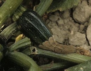 A rot has developed at the end of the zucchini which becomes softer and deliquescent.  <b> <i> Botrytis cinerea </i> </b> (gray mold)