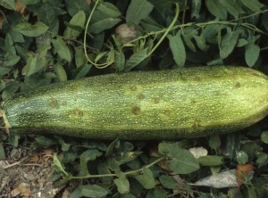 Small canker and greasy spots on this zucchini fruit.  <b> <i> Cladosporium cucumerinum </i> </b> (cladosporiosis or gray cloud, cucumber scab)