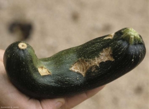 C_cucumerinum_courgette_DB_526