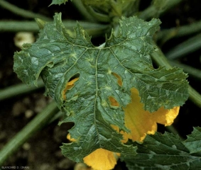 Slightly curled zucchini leaves with yellow "star" spots.  <b> Cucumber mosaic virus </b> (<i> Cucumber mosaic virus </i>, CMV)