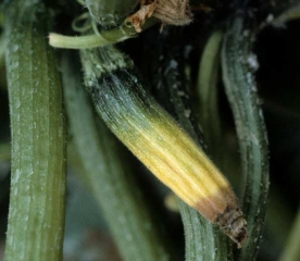 Young, yellowing zucchini fruit whose tip shrivels, taking on a brown to brown tint.  <b> Fruit coulure </b>