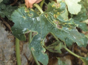 The spots are sometimes surrounded by a yellow halo.  <i> <b> Phytophthora capsici </b> </i> (lesions on leaf, <i> Phytophthora </i> blight)