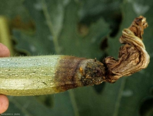 Browning of the petals and tip of a young zucchini;  one can note the presence of dark exudates on the deterioration of which the margin is diffuse.  <b> <i> Phytophthora capsici </i> </b> (lesions on fruit, <i> Phytophthora </i> blight)