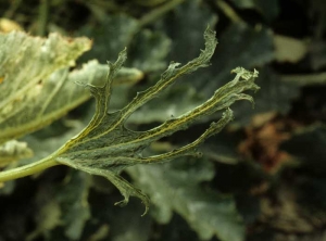 Young laciniated zucchini leaf appeared following an unfortunate application of glyphosate.  <b> Leaf phytotoxicity </b>