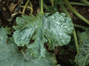 Zucchini leaf almost completely silver.  <b> Papaya ring spot virus </b> (<i> Papaya ring spot virus </i>, PRSV)