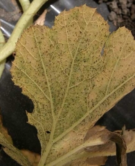 High concentration of <b> aphids </b> at different stages of development under the blade of this zucchini leaf.