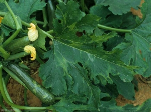 Peripheral sectors of the leaf blade of this zucchini leaf paler and tapered.  <b> Watermelon mosaic virus </b> (<i> Watermelon mosaic virus </i>, WMV)