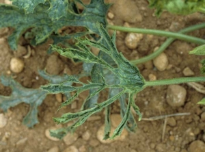 Slender or laciniated zucchini leaf.  <b> Zucchini yellow mosaic virus </b> (<i> Zucchini yellow mosaic virus </i>, ZYMV)