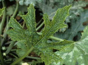 Mosaic zucchini leaf.  <b> Zucchini yellow mosaic virus </b> (<i> Zucchini yellow mosaic virus </i>, ZYMV)