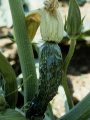 Zucchini fruit affected by <b> zucchini yellow mosaic virus </b> (<i> Zucchini yellow mosaic virus </i>, ZYMV).  It is more or less dented and deformed.