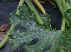 Numerous white, circular, powdery spots visible on the upper surface of a zucchini leaf.  <i> <b> Podosphaera fuliginea </b> </i> (<i> Sphaerotheca fuliginea </i>) and <b> <i> Golovinomyces cichoracearum </i> var.  <i>cichoracearum</i> </b> (<i> Erysiphe cichoracearum </i>) (powdery mildew or "white", powdery mildew, white mold)