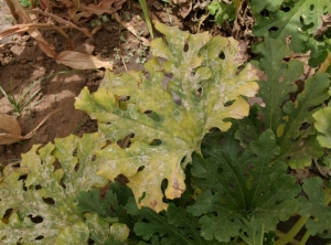 Several leaves of this zucchini base have more or less mines.  (<b> leaf miners </b>)