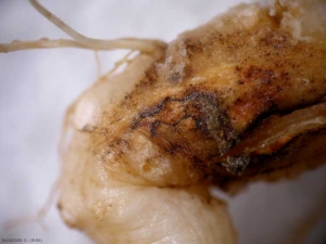 Pale brown, rotten zucchini root;  the cortex shows a few black lines.  <i> <b> Phomopsis sclerotioides </b> </i> ("black" root rot)