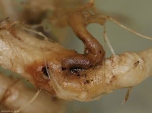 <i><b>Phomopsis sclerotioides</b></i> (pourriture "noire" des racines) on zucchini 2