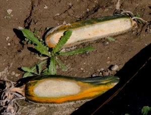 <b> Sunburn </b> on this zucchini fruit 1