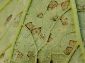 <i><b>Pseudoperonospora cubensis</b></i>(downy mildew) on zucchini leaf 7