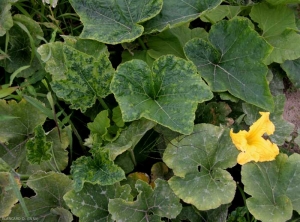 <b> <i>Cucumber mosaic virus</i></b>, (CMV) on squash  2