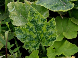 <b> <i>Cucumber mosaic virus</i></b>, (CMV) on squash  3