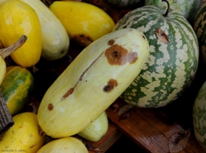 <i><b>Colletotrichum orbiculare</b></i> (anthracnose or red cloud, anthracnose) on squash 3