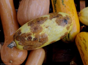 <i><b>Colletotrichum orbiculare</b></i> (anthracnose or red cloud, anthracnose) on squash 5