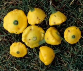 <b><i>Cladosporium cucumerinum</i></b> (cladosporium or gray cloud, cucumber scab) on squash 5