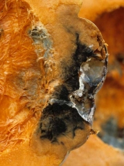 <b><i>Didymella bryoniae</i></b>  (black rot on fruit, black rot) on squash 3