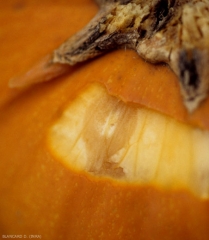 <b><i>Didymella bryoniae</i></b>  (black rot on fruit, black rot) on squash 4