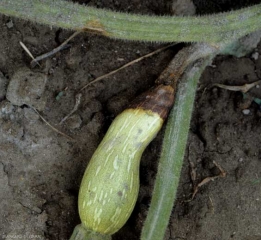 <b><i>Phytophthora capsici</i></b> (lesion on fruit, <i>Phytophthora blight</i>) on squash 3