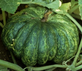 <b> <i> Zucchini yellow mosaic virus </i></b>(ZYMV) on squash 4