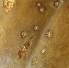 On ripe fruit, the spots, as at the start of the attack, are greasy and sometimes surrounded by an oily halo;  the cuticle and the epidermis split open.  <i> <b> Xanthomonas cucurbitae </b> </i> (<i> Xanthomonas campestris </i> pv. <i> cucurbitae </i>, bacterial gall, bacterial spot)