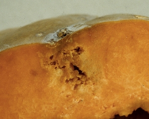 Brown rot developing deep from a spot;  the tissues are more or less lysed in places.  <i> <b> Xanthomonas cucurbitae </b> </i> (<i> Xanthomonas campestris </i> pv. <i> cucurbitae </i>, bacterial gall, bacterial spot)