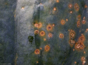 <i><b>Xanthomonas cucurbitae</b></i> (<i>Xanthomonas campestris</i> pv. <i>cucurbitae</i>, bacterial spot) on squash 7