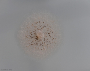 <b><i>Colletotrichum orbiculare</i></b> 6