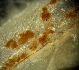 <i><b>Rhizoctonia solani </b></i> 3