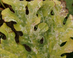 Detail of the leads on zucchini leaf.  (<b> leaf miners </b>)